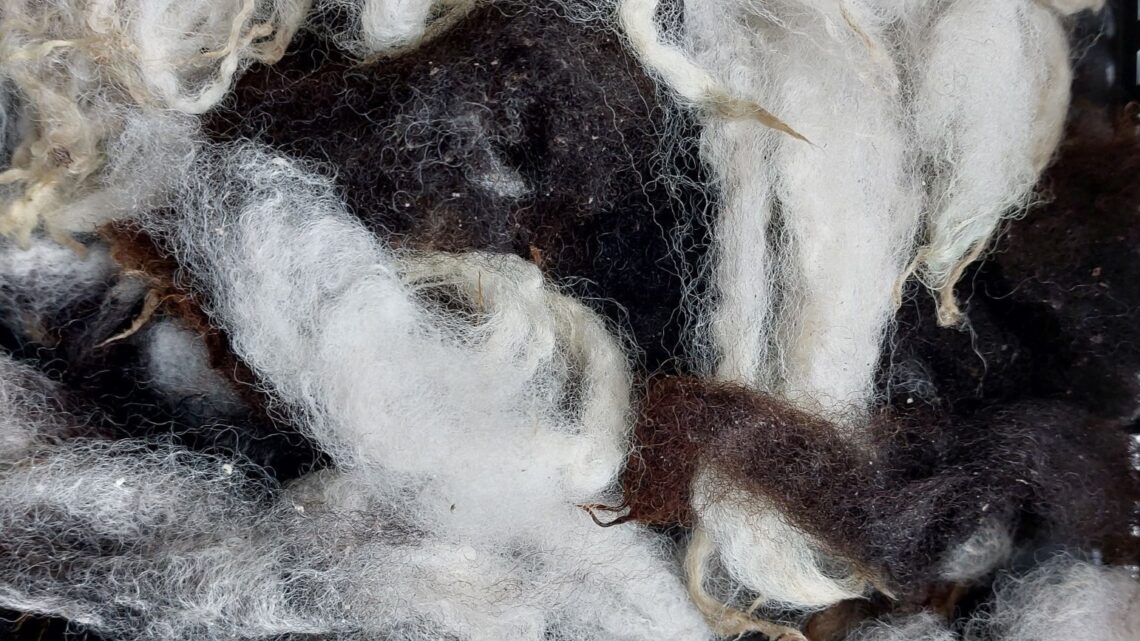 Met welke wol spinnen ?